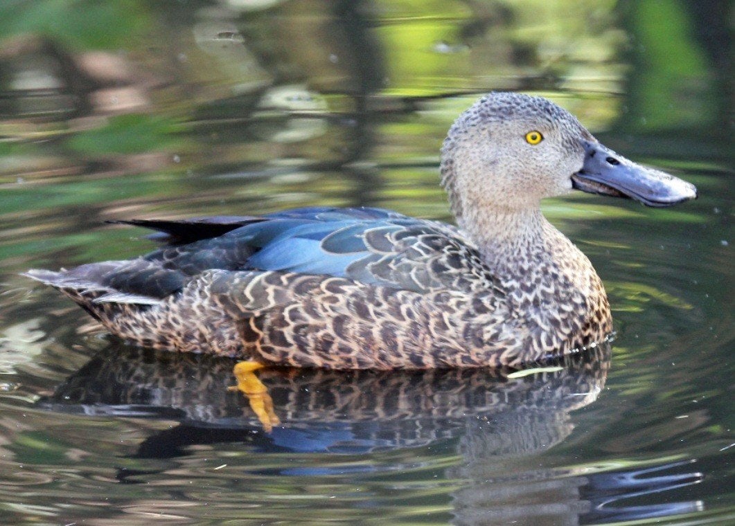 Siereenden, watervogels, Meerdere dieren, Eend