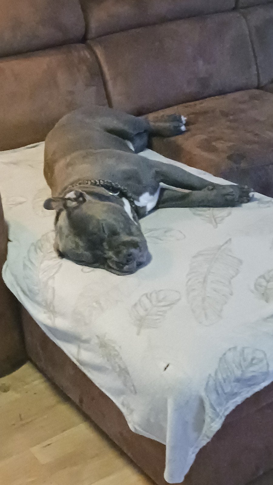 HERPLAATSING: LIEVE, SPEELSE DIEGO ZOEKT EEN NIEUW THUIS, 15 weken tot 1 jaar, Reu, Parvo, Bulldog