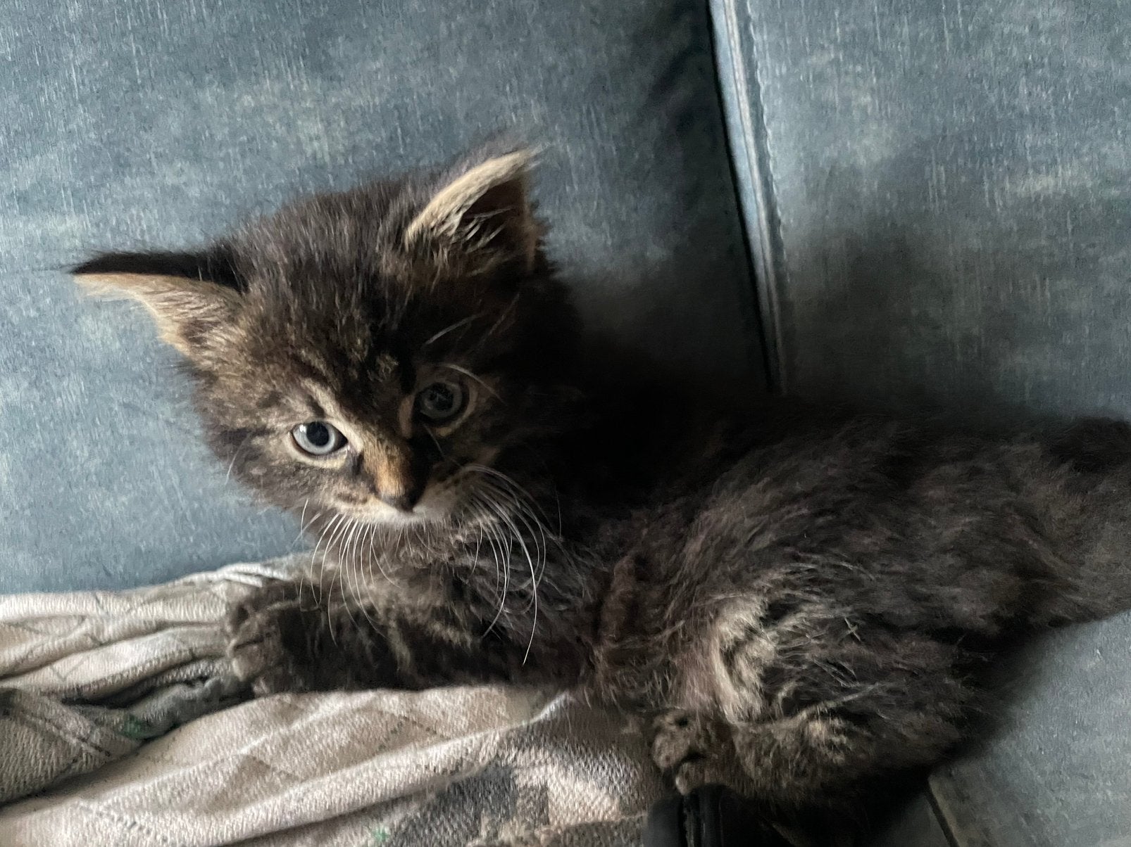 Kittens, Meerdere dieren, 0 tot 2 jaar