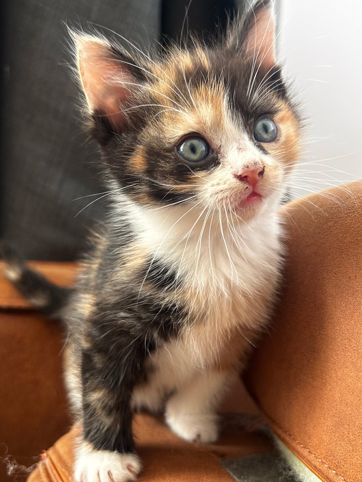 Ragdol x European Shorthair, Dieren en Toebehoren, Katten en Kittens | Overige Katten, Meerdere dieren