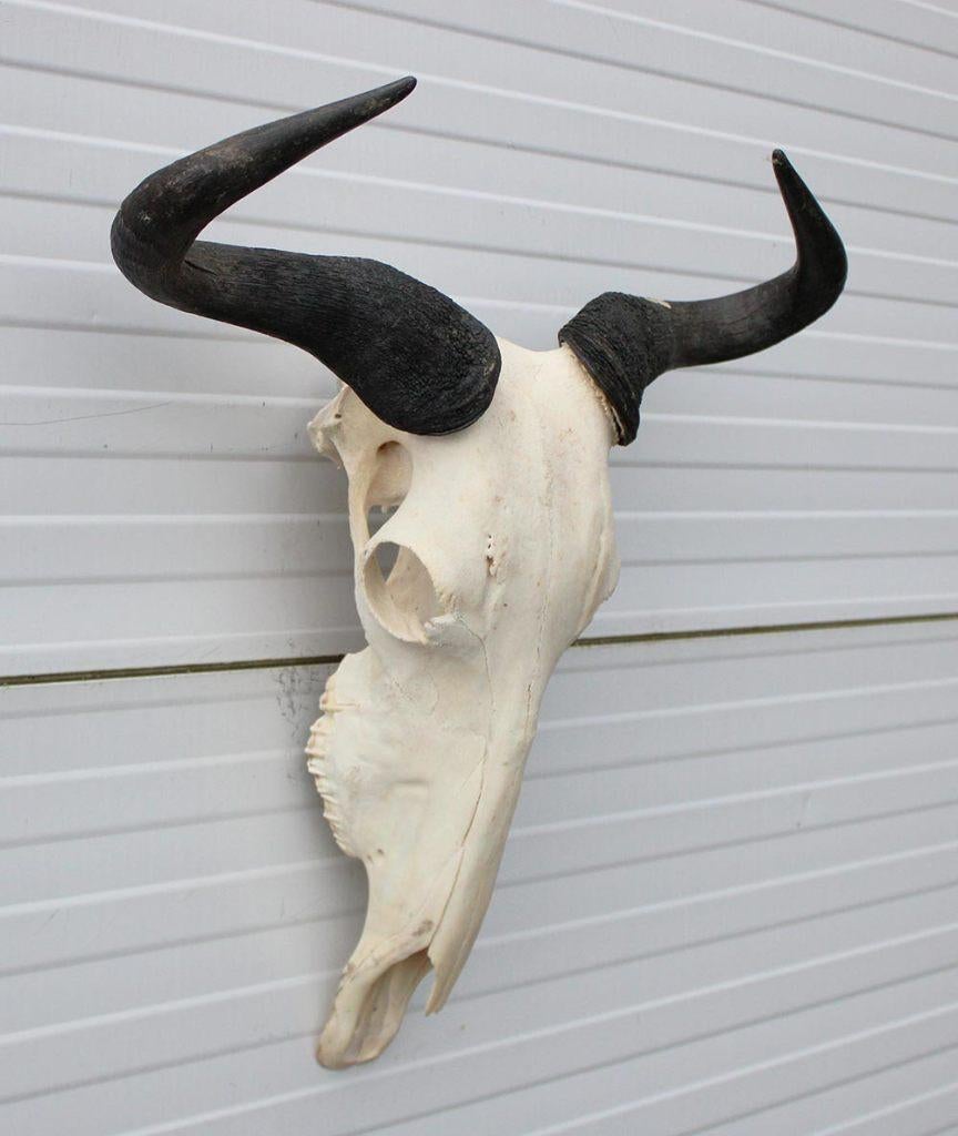 Schedel GNU / WILDEBEEST - met kiezen - gewei (ref. K), Verzamelen, Dierenverzamelingen, Gebruikt, Schedel, Wild dier, Ophalen of Verzenden