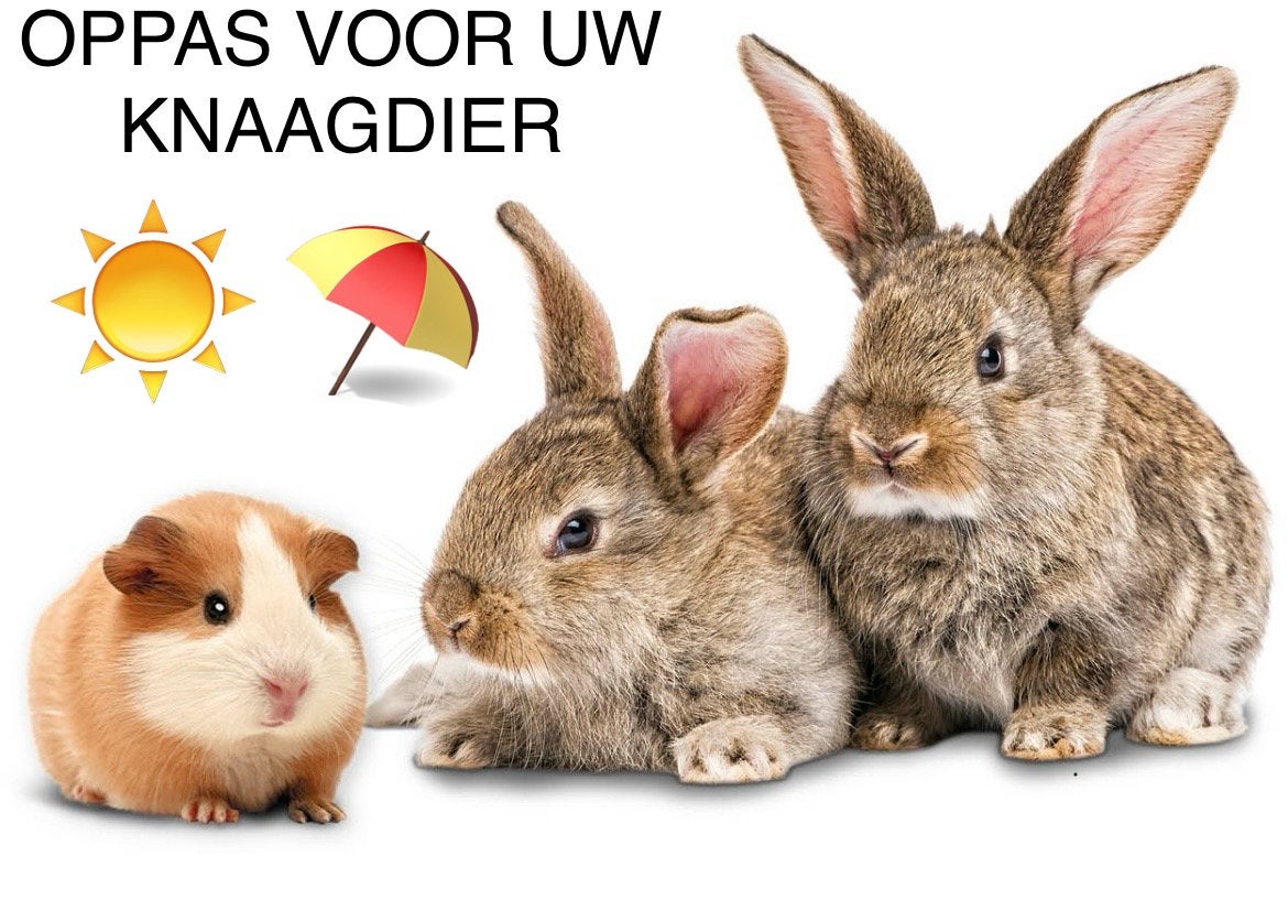 OPVANG/OPPAS VOOR UW KONIJN / CAVIA / HAMSTER☀️⛱️, Ophalen, Nieuw, Verzorging