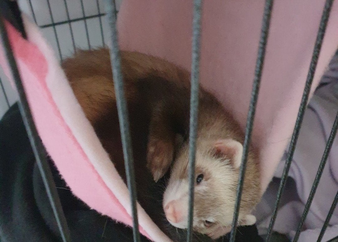 speelse fretten ram, Dieren en Toebehoren, Fret, Mannelijk, Juli, Tam