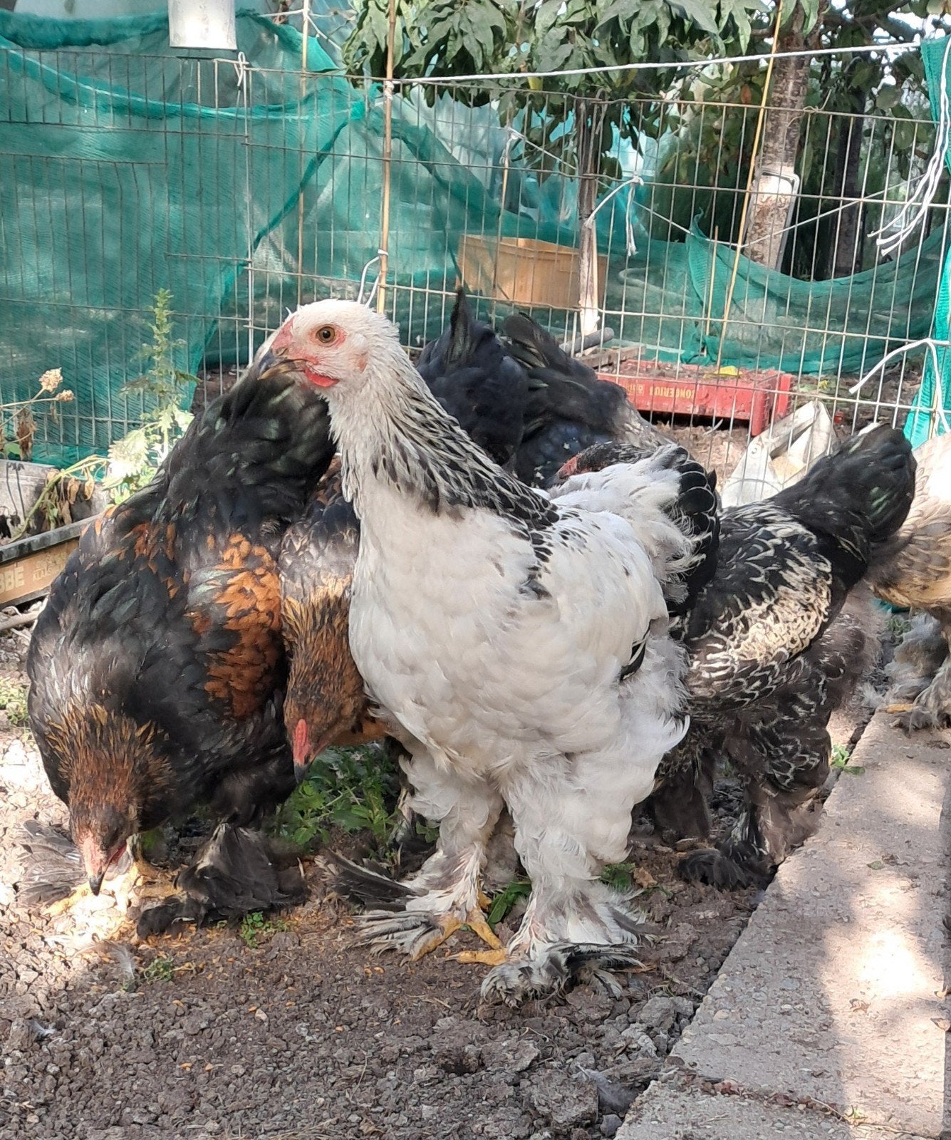 jonge Brahma hanen te koop, Mannelijk, Kip