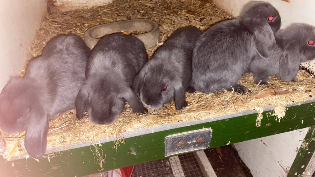 Te koop Nederlandse hangoor dwerg konijntjes, Dieren en Toebehoren, Konijnen, Meerdere dieren, Dwerg, Hangoor