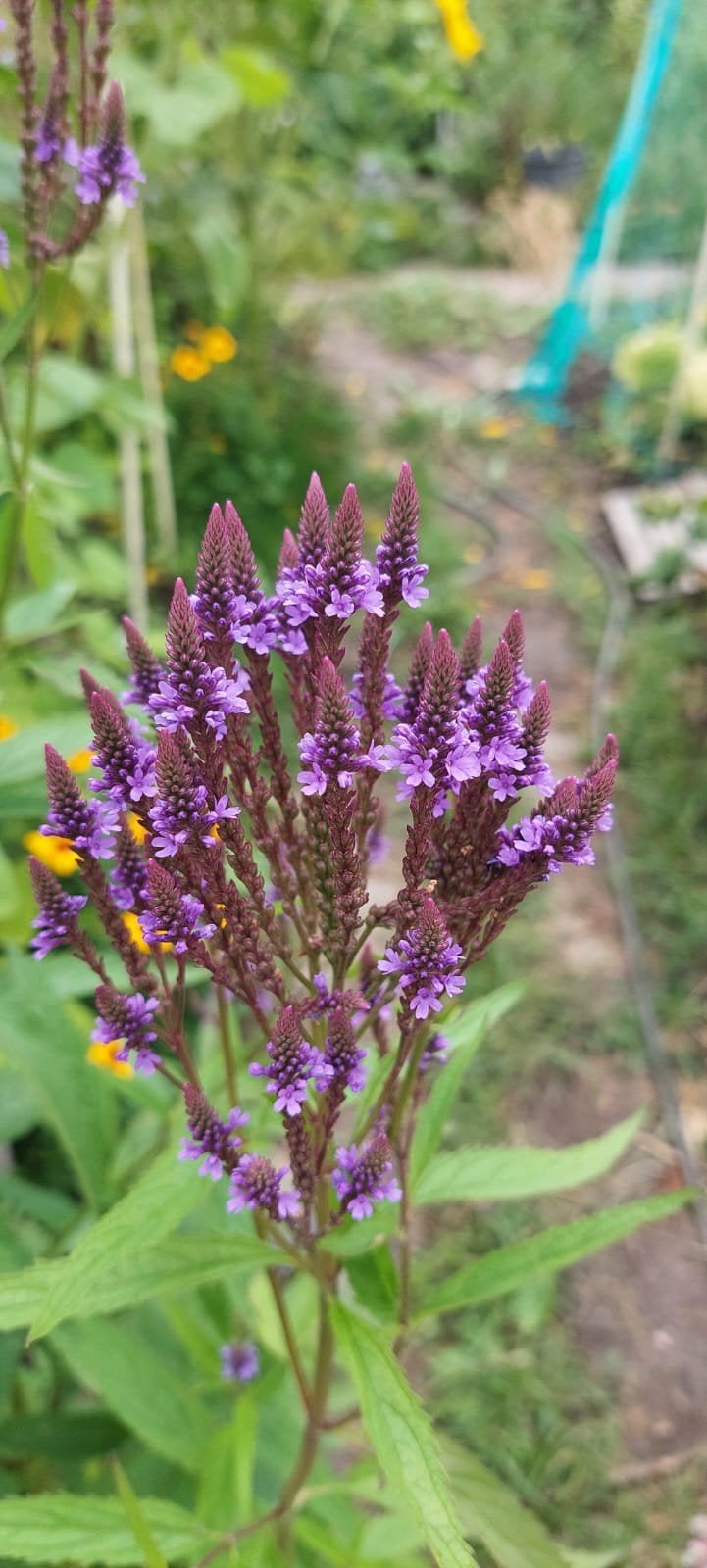 Verbena hastata - Blauwe Ijzerhard, Moeras Verbena zaden, Ophalen of Verzenden, Voorjaar, Volle zon, Zaad