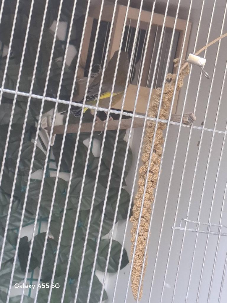 2 stuks groenling, Meerdere dieren