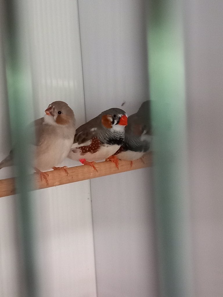 Jonge zebravinken, Dieren en Toebehoren, Meerdere dieren, Tropenvogel