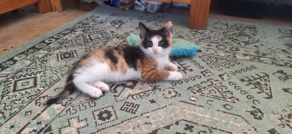 Lieve kittens zoeken een gouden mandje, Dieren en Toebehoren, Meerdere dieren, Kortharig, 0 tot 2 jaar