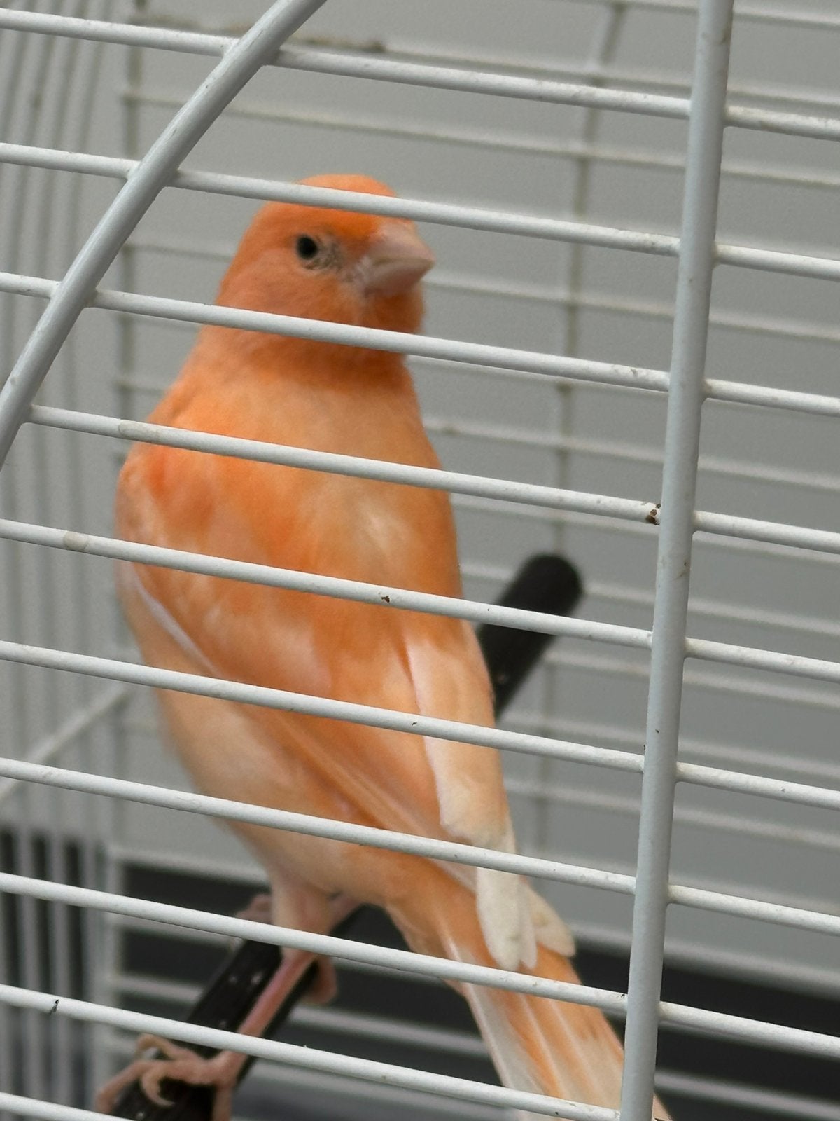 Kanarie, Mannelijk