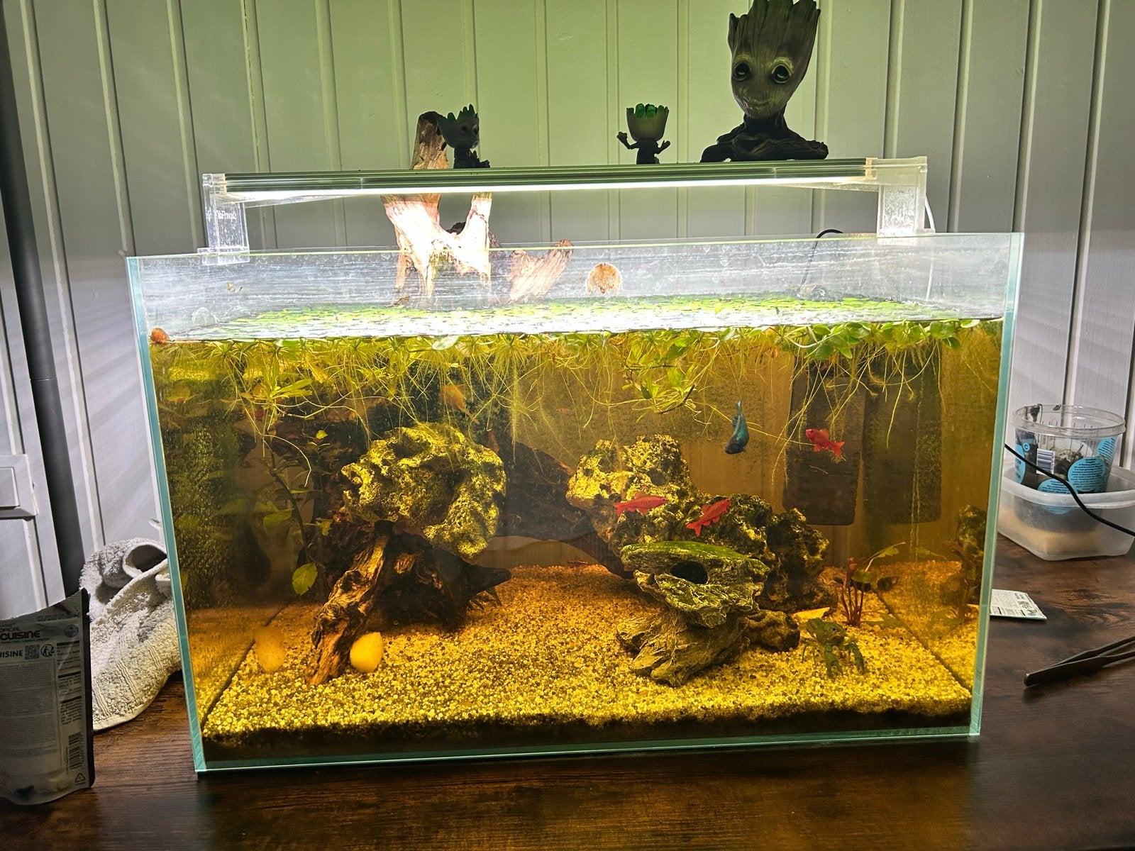 Mooie aquarium met veel inhoud en extras, Dieren en Toebehoren, Vissen | Aquaria en Toebehoren, Ophalen, Inclusief vissen, Gebruikt