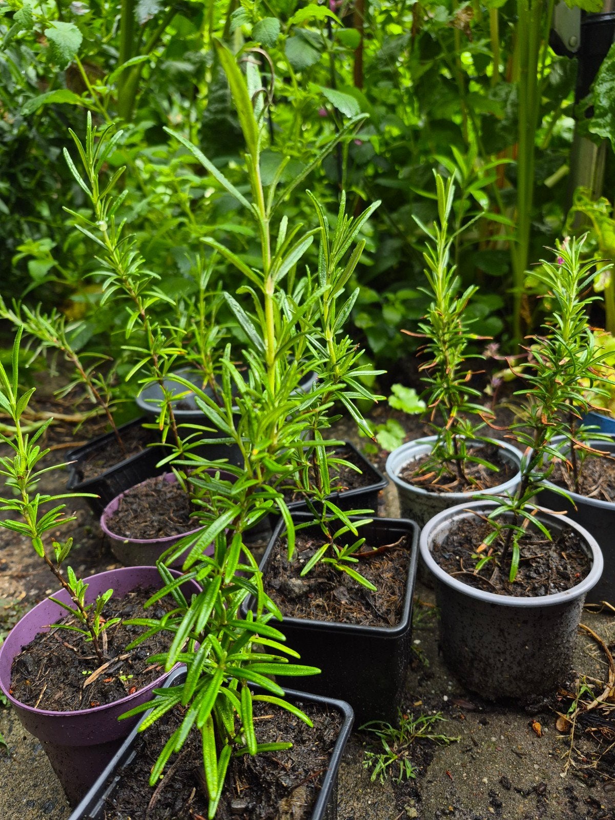 Verse Rozemarijn Plantjes - Ideaal voor Keuken en Tuin, Tuin en Terras, Planten | Tuinplanten, Ophalen, Volle zon, Vaste plant