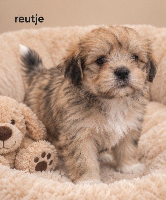 prachtige boomerpups. Shi tzu maal maltezer., Parvo, Overige rassen, 8 tot 15 weken, Meerdere