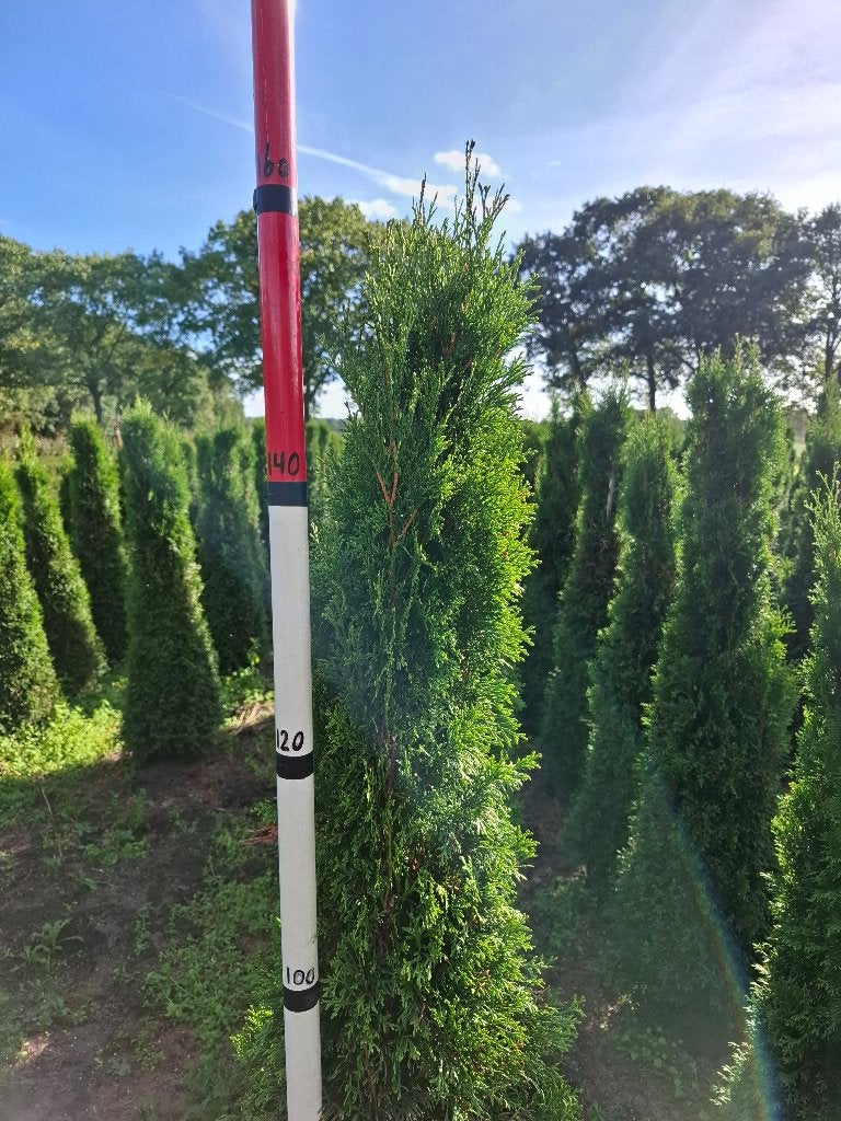 thuja smaragd, Ophalen, Conifeer, Haag, 100 tot 250 cm