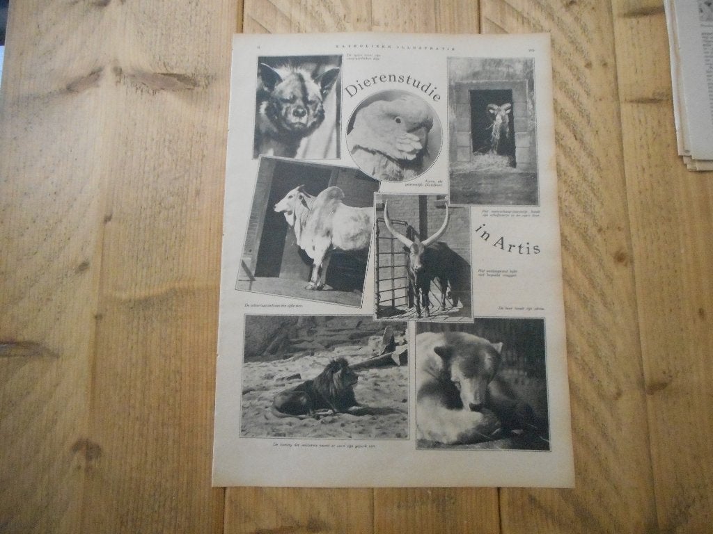Artis. Dierenstudie. 1931., Ophalen of Verzenden, 1920 tot 1940, Nederland, Knipsel(s)