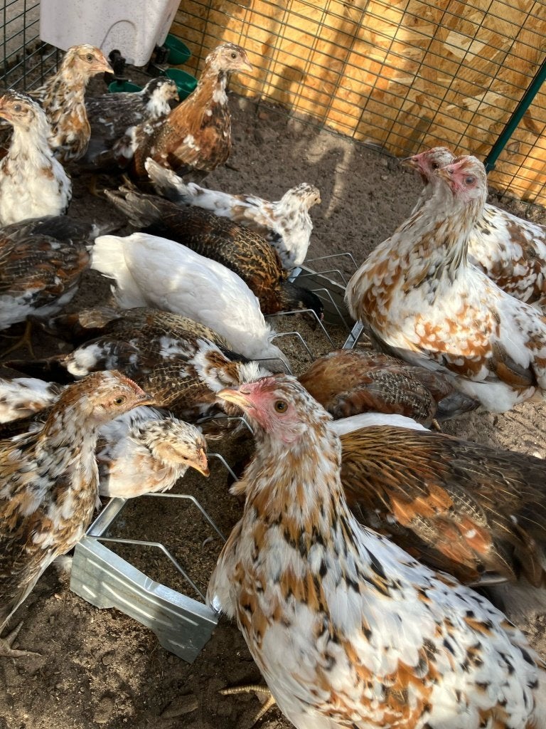 Bloemenkippen, Dieren en Toebehoren, Pluimvee, Vrouwelijk, Kip