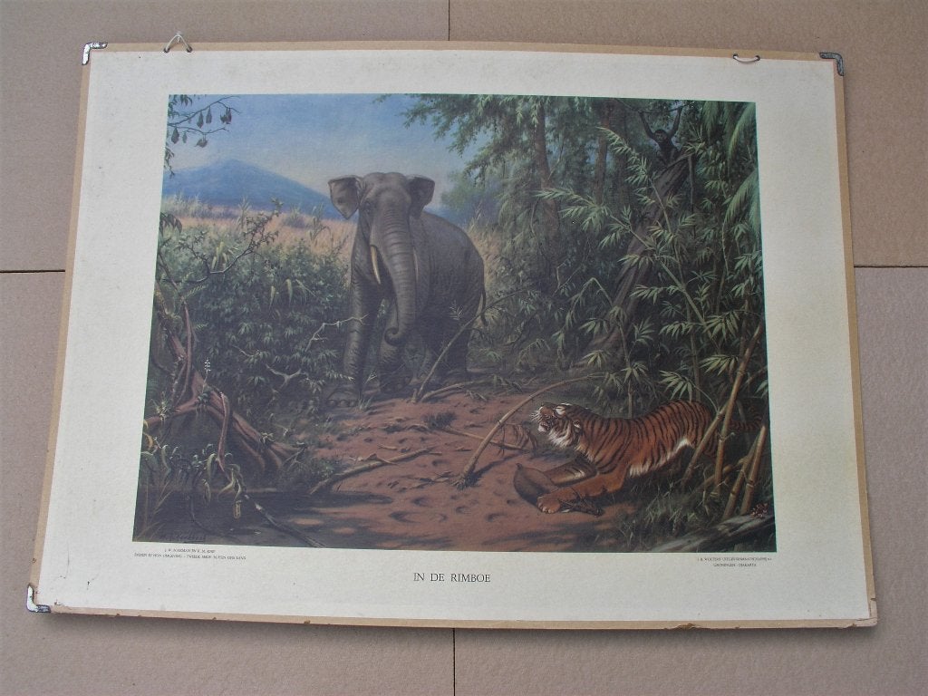 Schoolplaat In de rimboe / Duitsch bergwoud / Bovennijl, Antiek en Kunst, Antiek | Schoolplaten, Ophalen, Natuur en Biologie
