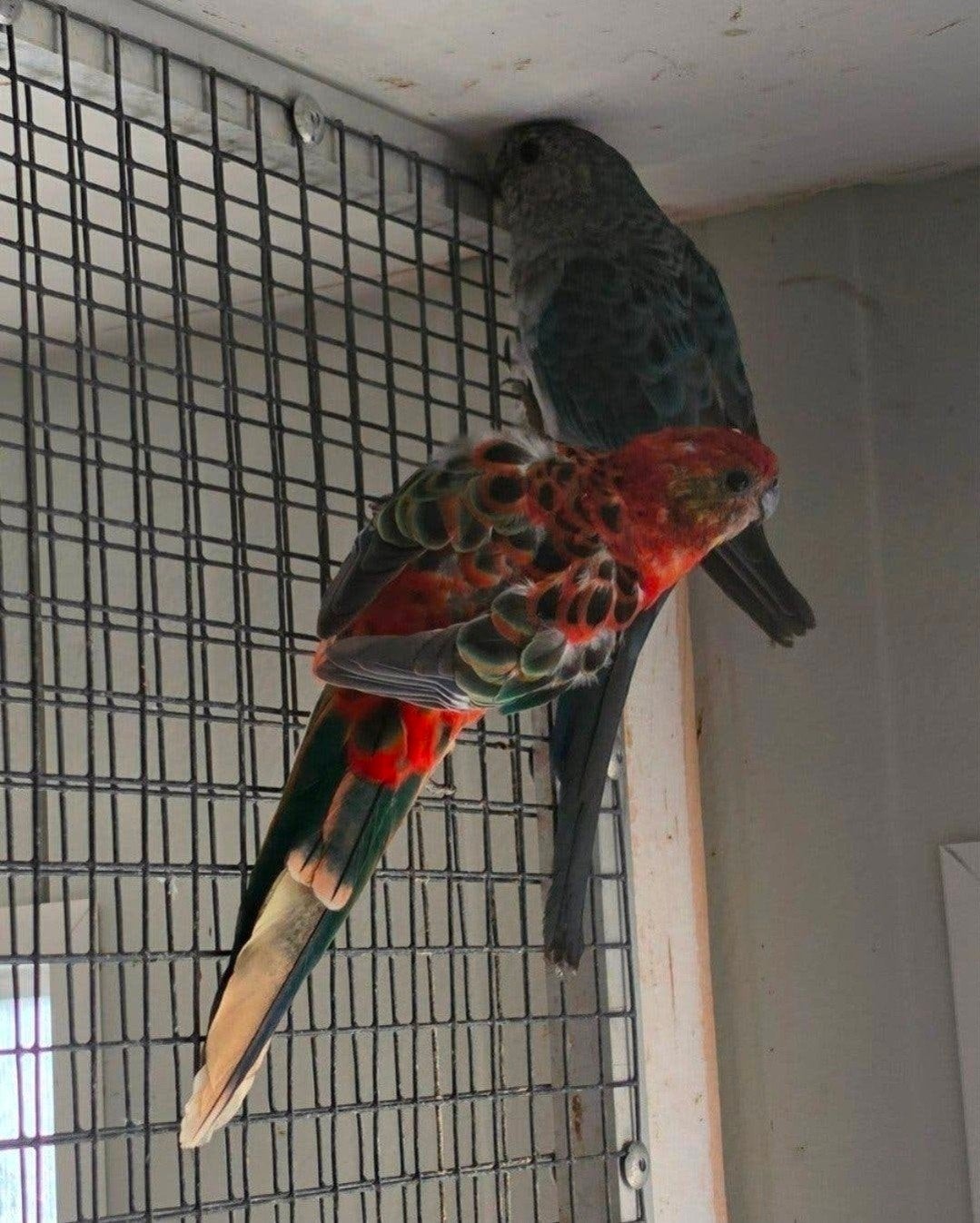 0-1 opaline stanley rosella, Dieren en Toebehoren, Vrouwelijk, Parkiet, Geringd