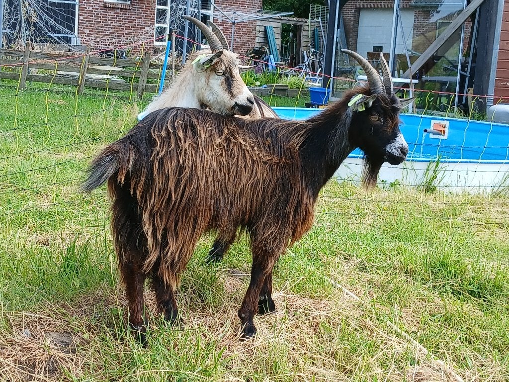 landgeiten, Vrouwelijk, Geit, 0 tot 2 jaar