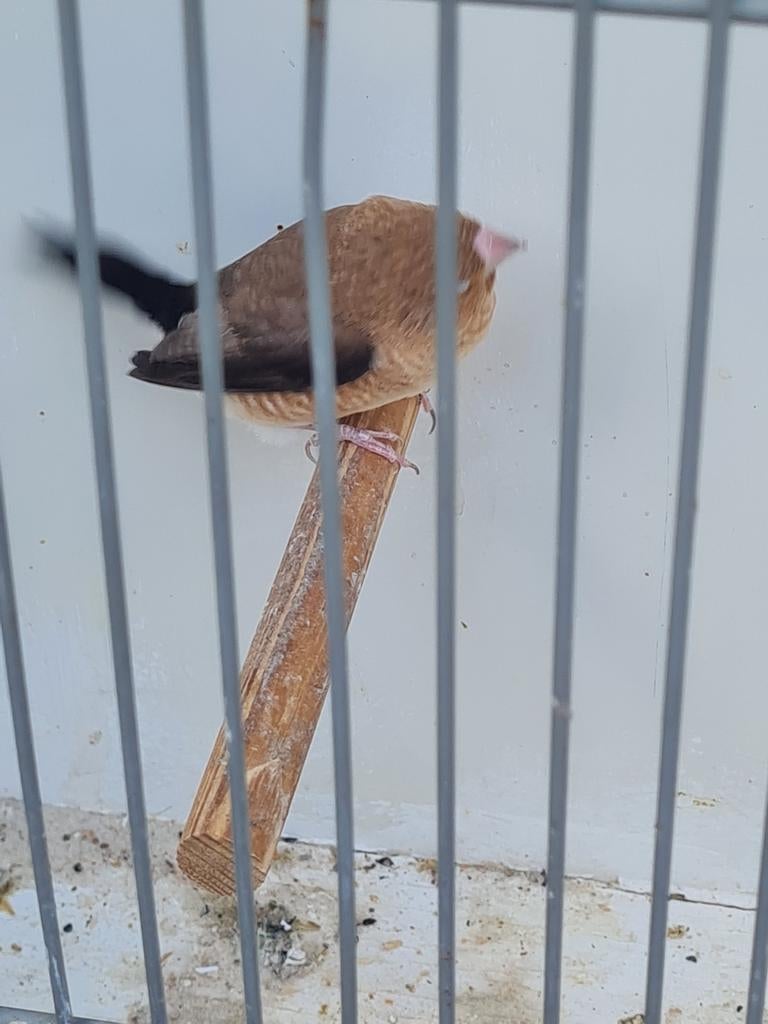 Zilverbek, Dieren en Toebehoren