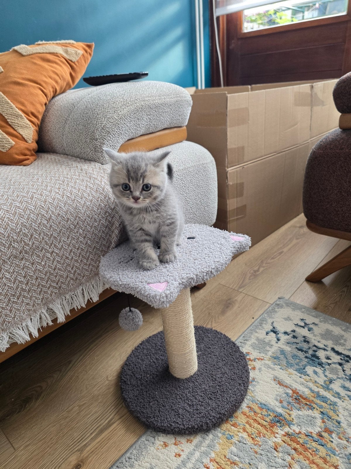 Schattig Brits korthaar katertje, Kater