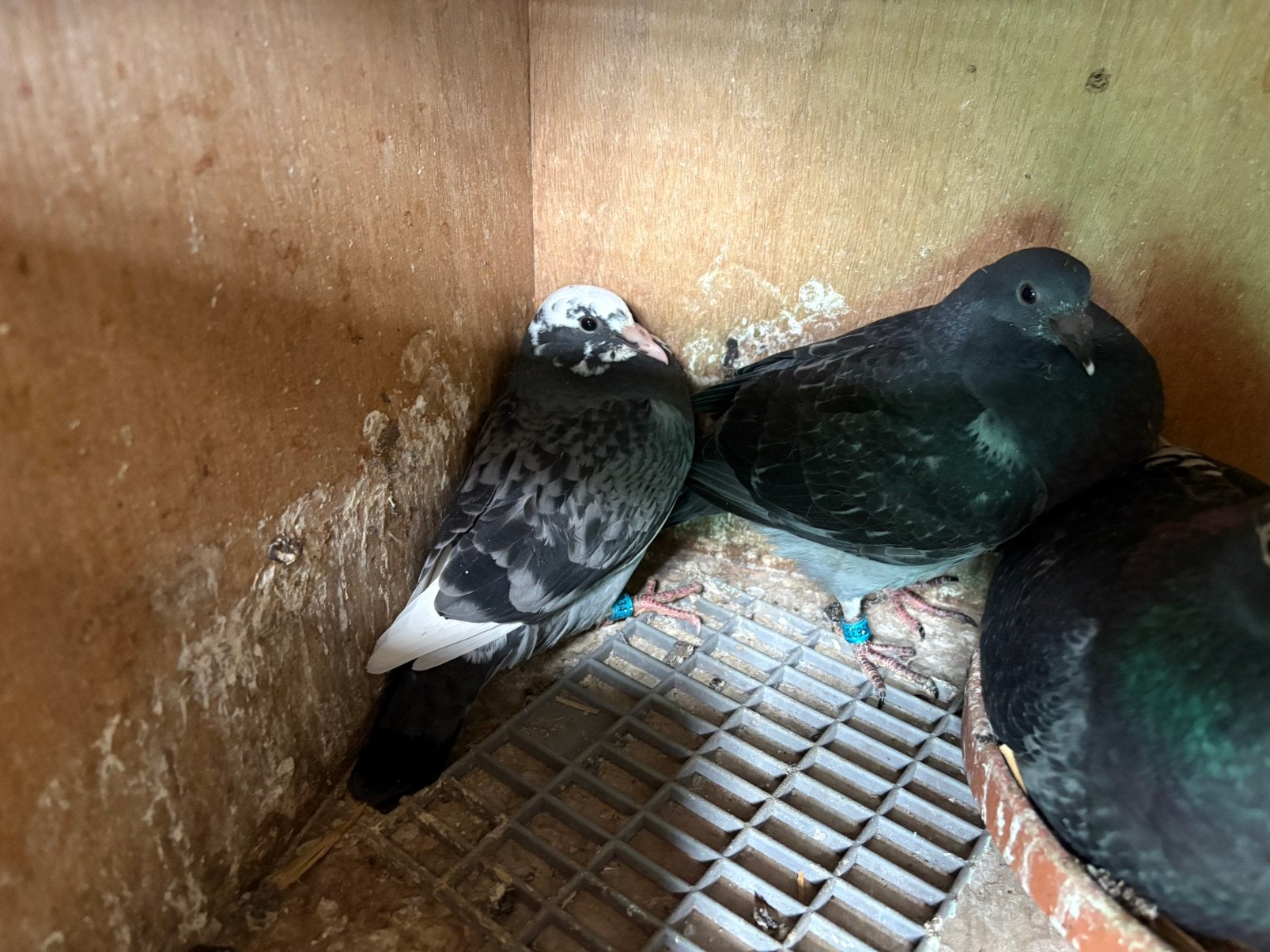 Jonge duiven uit vader 1e NPO, Dieren en Toebehoren, Vogels | Duiven, Meerdere dieren, Postduif