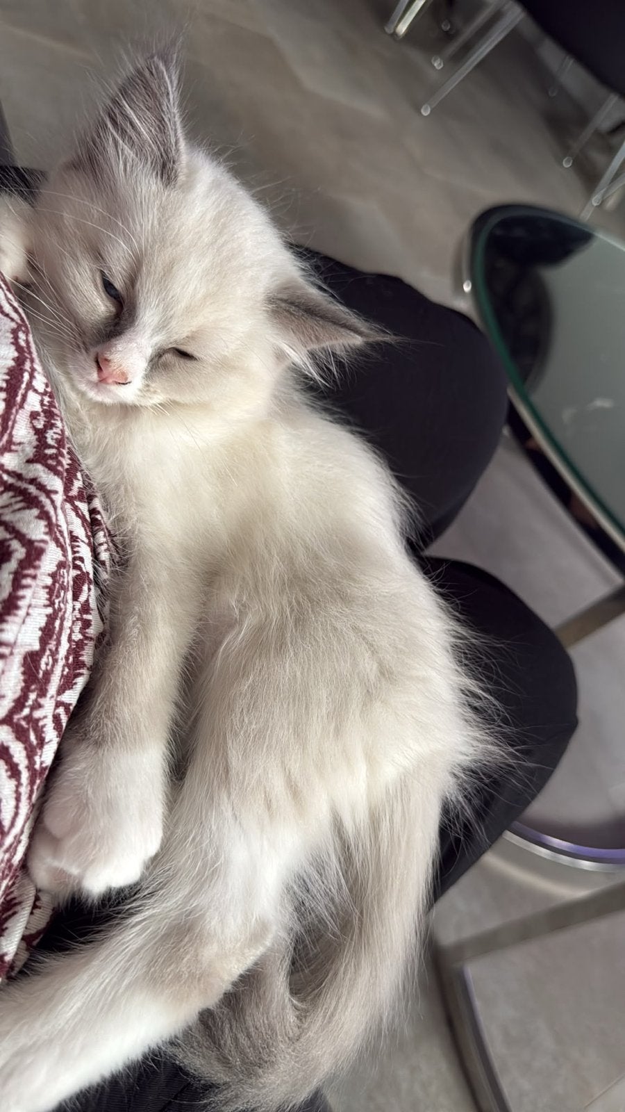 Foto 5 van Knappe ragdoll kitten (katertje)