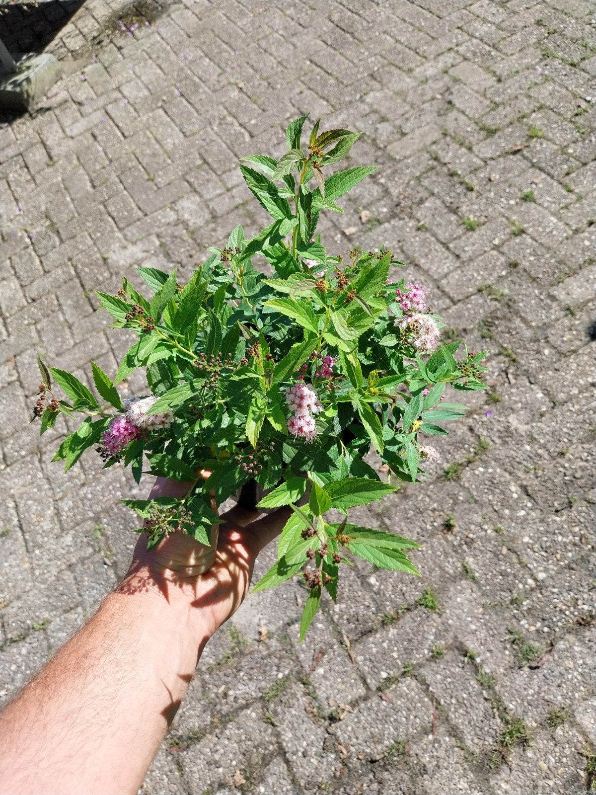 Spiraea struiken - Diverse soorten Spierstruik, Ophalen, Overige soorten, Struik, Minder dan 100 cm