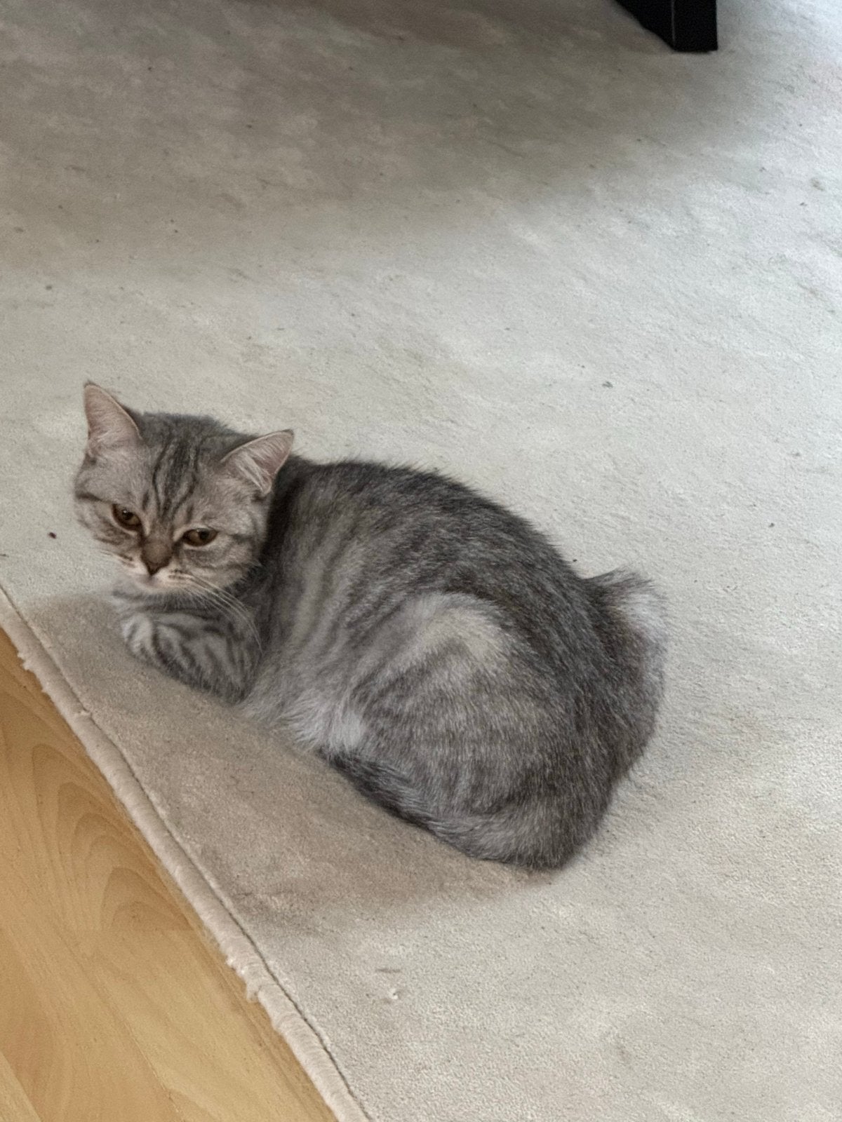 Britse korthaar, Poes, Ontwormd, 0 tot 2 jaar