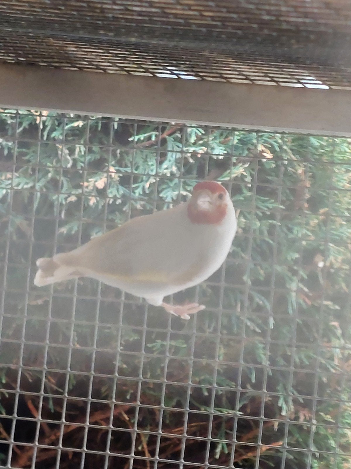 Distelvinken putters, Dieren en Toebehoren, Vogels | Overige Vogels, Vrouwelijk, Wildzangvogel