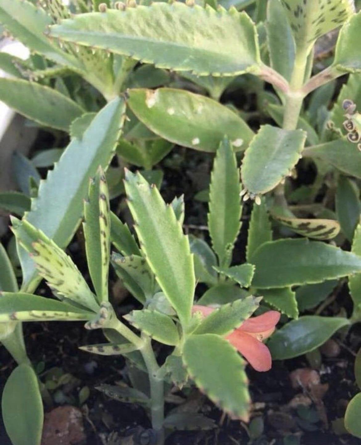 Biologische Kalanchoe Lloret stekjes en planten, Tuin en Terras, Overige soorten, Volle zon, Vaste plant, Ophalen of Verzenden