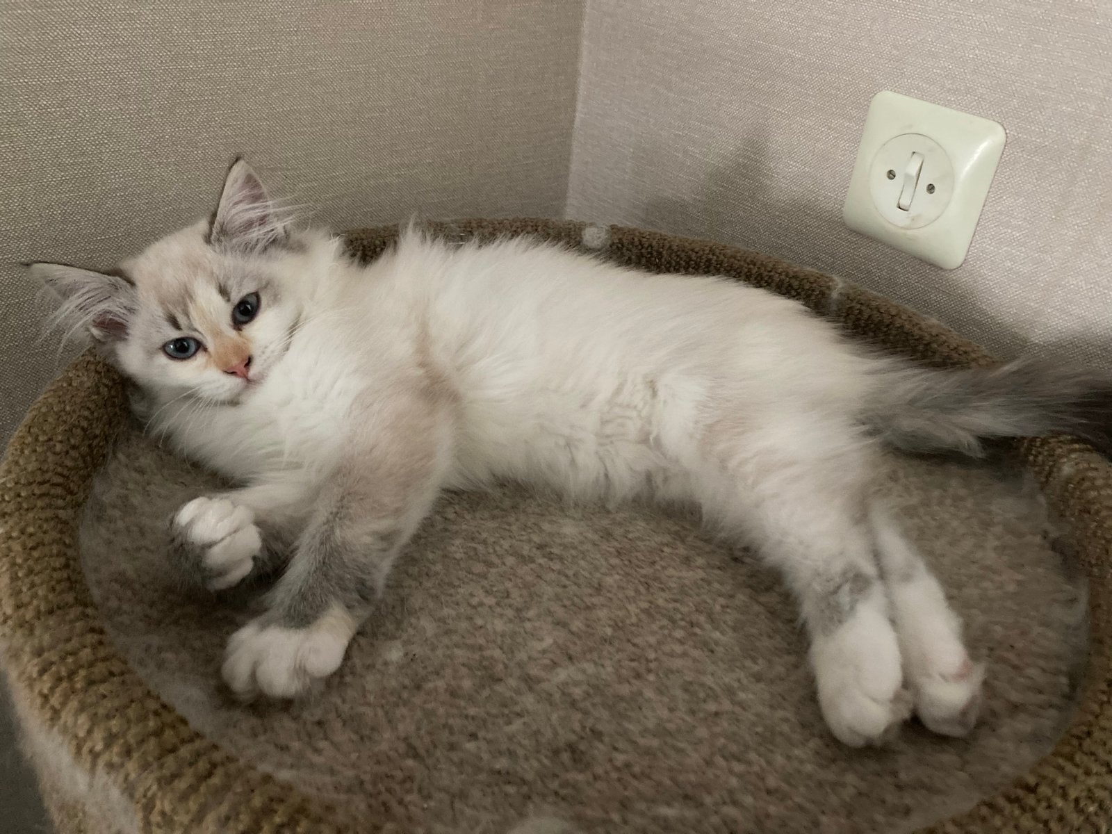 Ragdoll seal tortie lynx poesje, Poes, Gechipt, 0 tot 2 jaar
