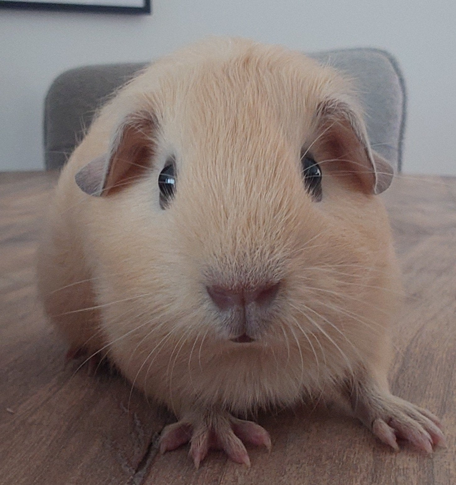 Cavia zeugjes, Cavia, Juli, Vrouwelijk, Tam