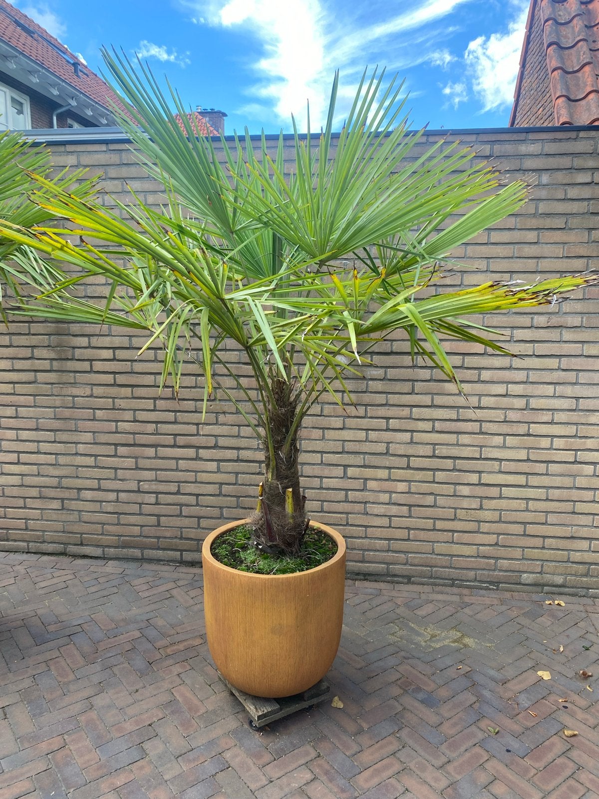Inclusief pot. 2 stuks. Hoogte met pot ongeveer 2,20 meter, Volle zon, Vaste plant, Bloeit niet, Ophalen