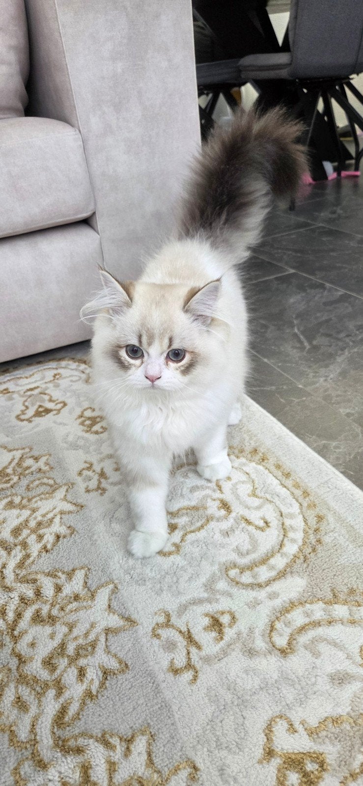 Prachtige Britse Langhaar Kitten (4 mnd) – Een echte beauty!, Kater, Ontwormd