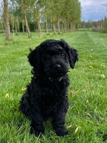 MEDIUM DOODLE REU XAVI, Nederland, Parvo, 8 tot 15 weken, Eén hond