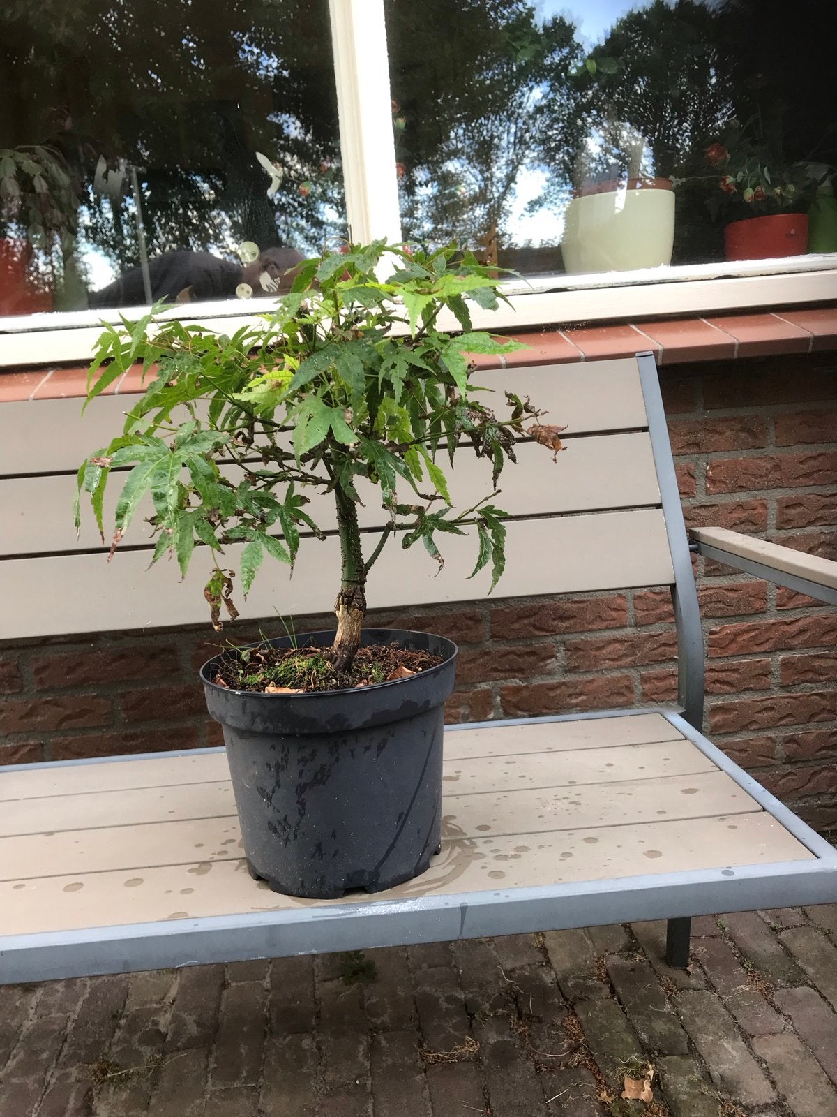 Japanse Esdoorn (Acer palmatum) in pot, Volle zon, Vaste plant, Bloeit niet, Ophalen