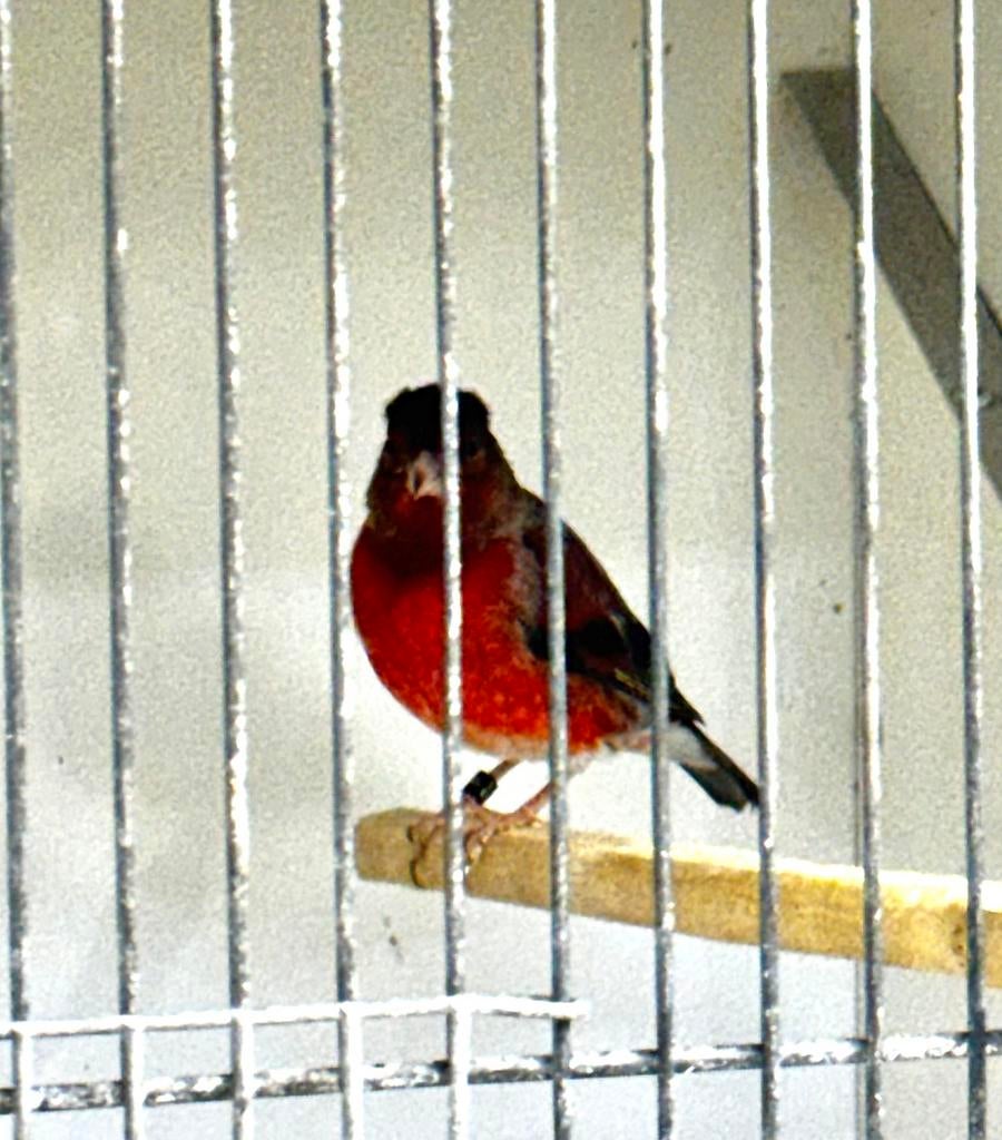 Te Koop F1 (Kapoetsijs x Kanarie) 2025, Dieren en Toebehoren, Vogels | Overige Vogels, Mannelijk, Wildzangvogel, Geringd