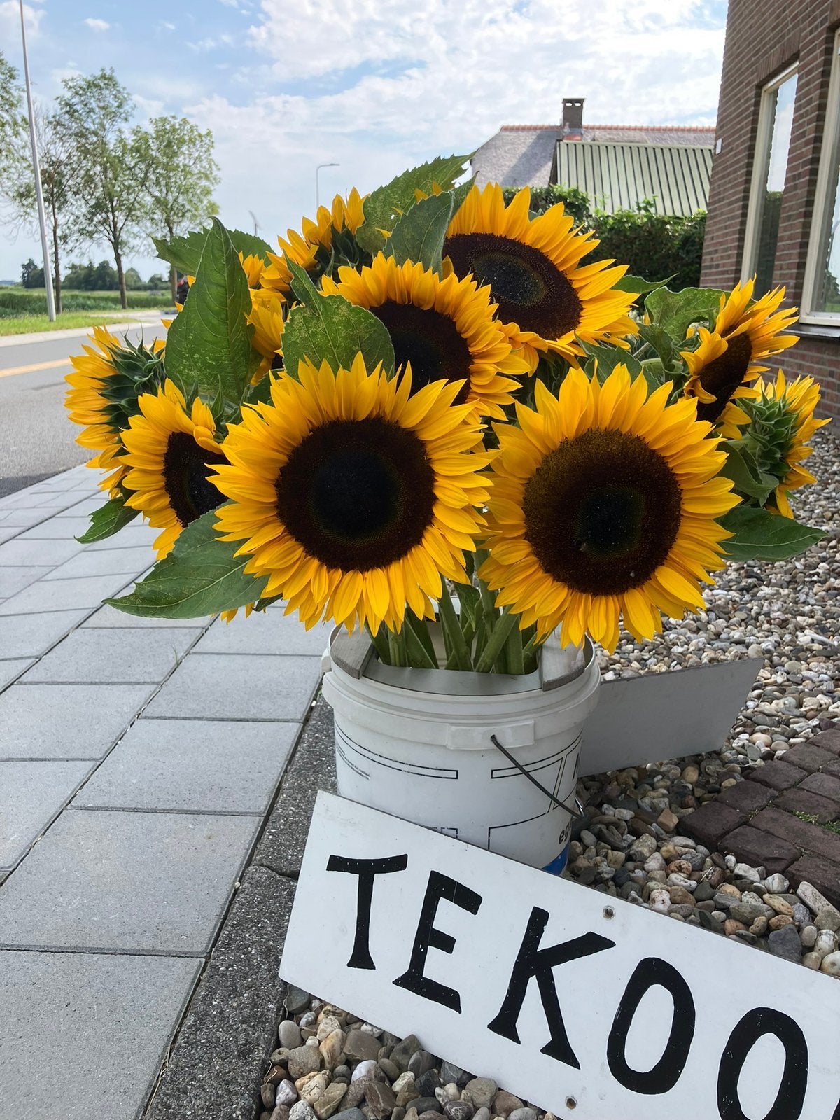 Zonnebloem zonnebloemen 10 dagen mooi!, Tuin en Terras, Ophalen, Volle zon