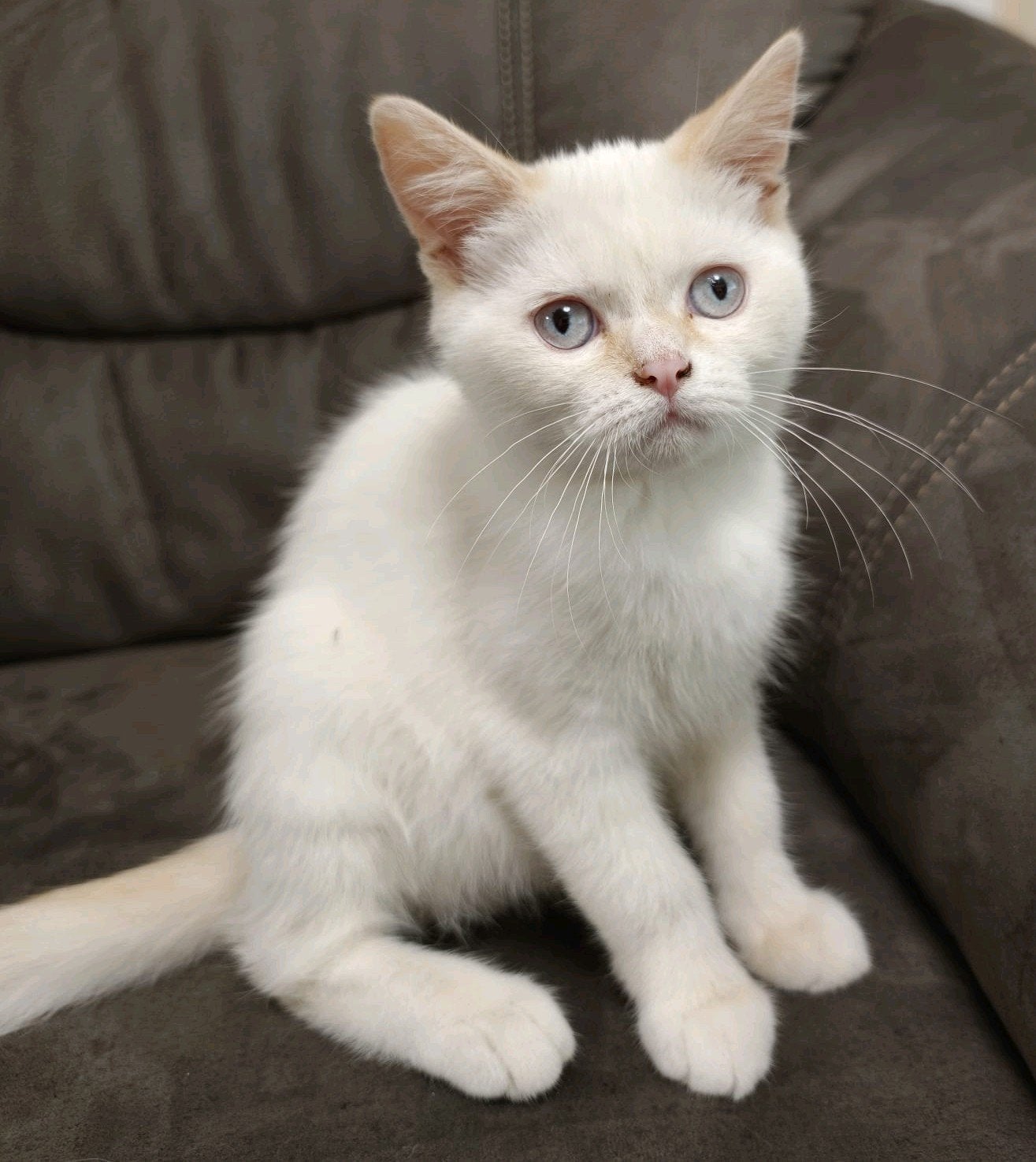 kittens