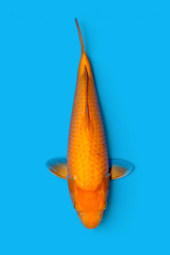 Sakai papapya JUMBO tosai ca 36-40 cm FEMALE, Karper of Koi