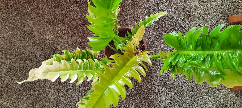 Philodendron Golden Shaw, Huis en Inrichting, Ophalen, Halfschaduw, Minder dan 100 cm
