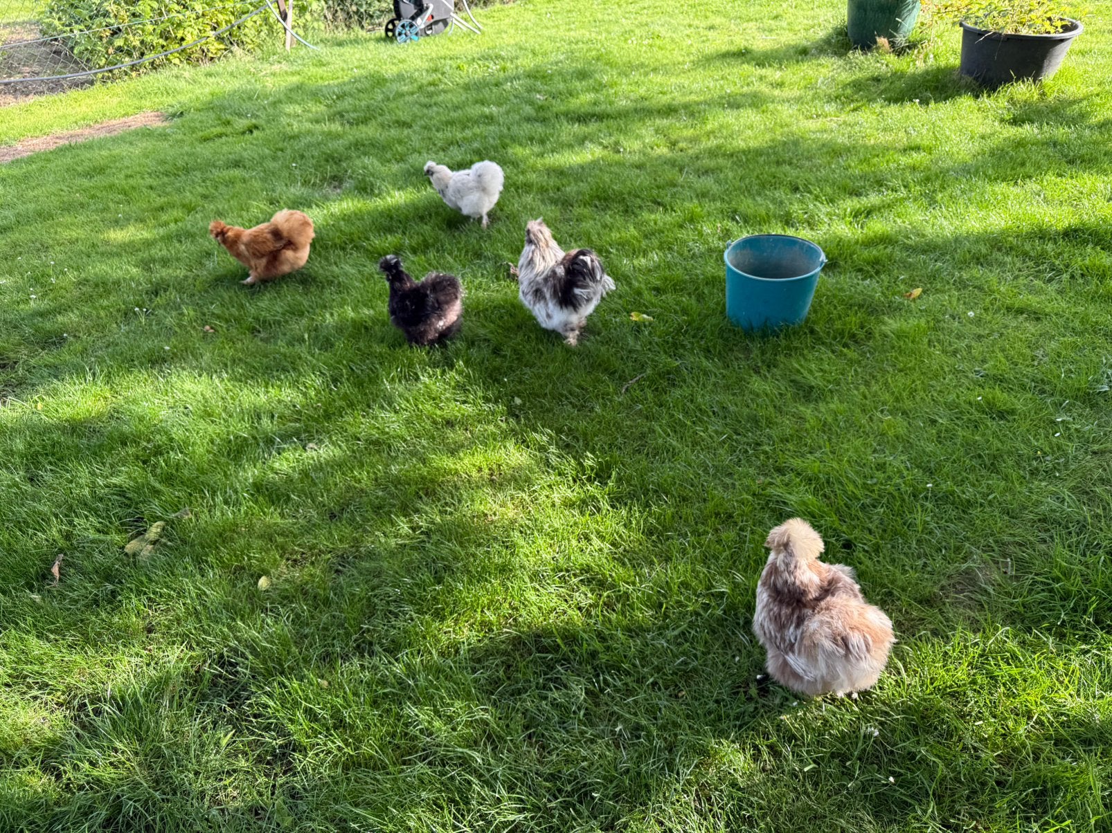 Zijdehoen toom, Dieren en Toebehoren, Pluimvee, Meerdere dieren, Kip