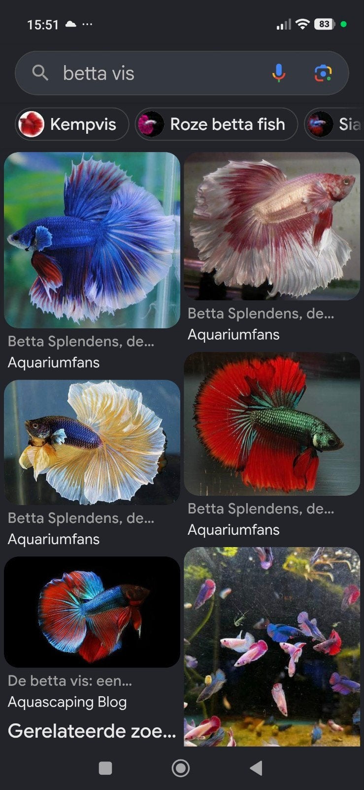 Betta vis gezocht, Dieren en Toebehoren, Vis, Zoetwatervis