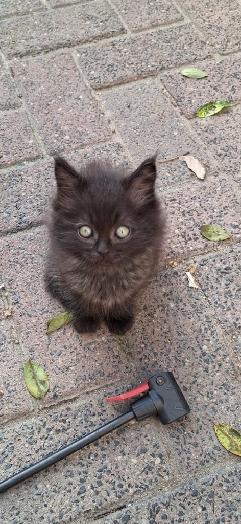 Maincoon kittens 2 katertjes, Dieren en Toebehoren, Meerdere dieren, Ontwormd