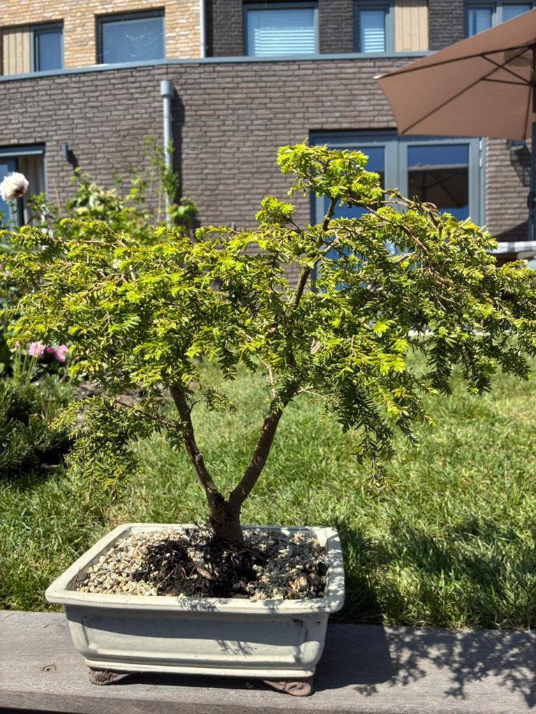 Bonsai Tsuga, Ophalen, Bloeit niet, Halfschaduw, Overige soorten