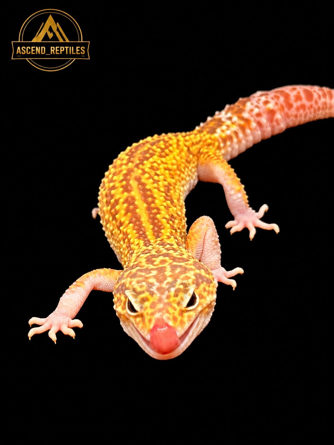 Prachtige Tremper Albino Luipaardgekko man uit 2025 Leopard Gecko - male for sale from B.S.