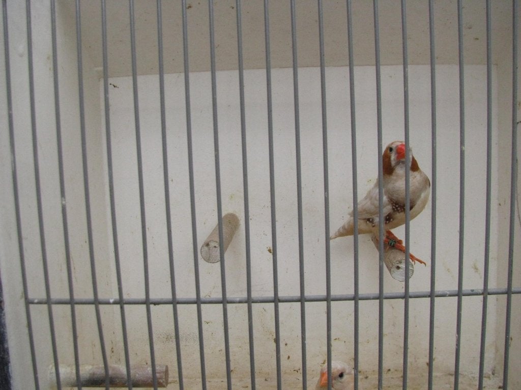 koppel isabel zebravinken, Meerdere dieren
