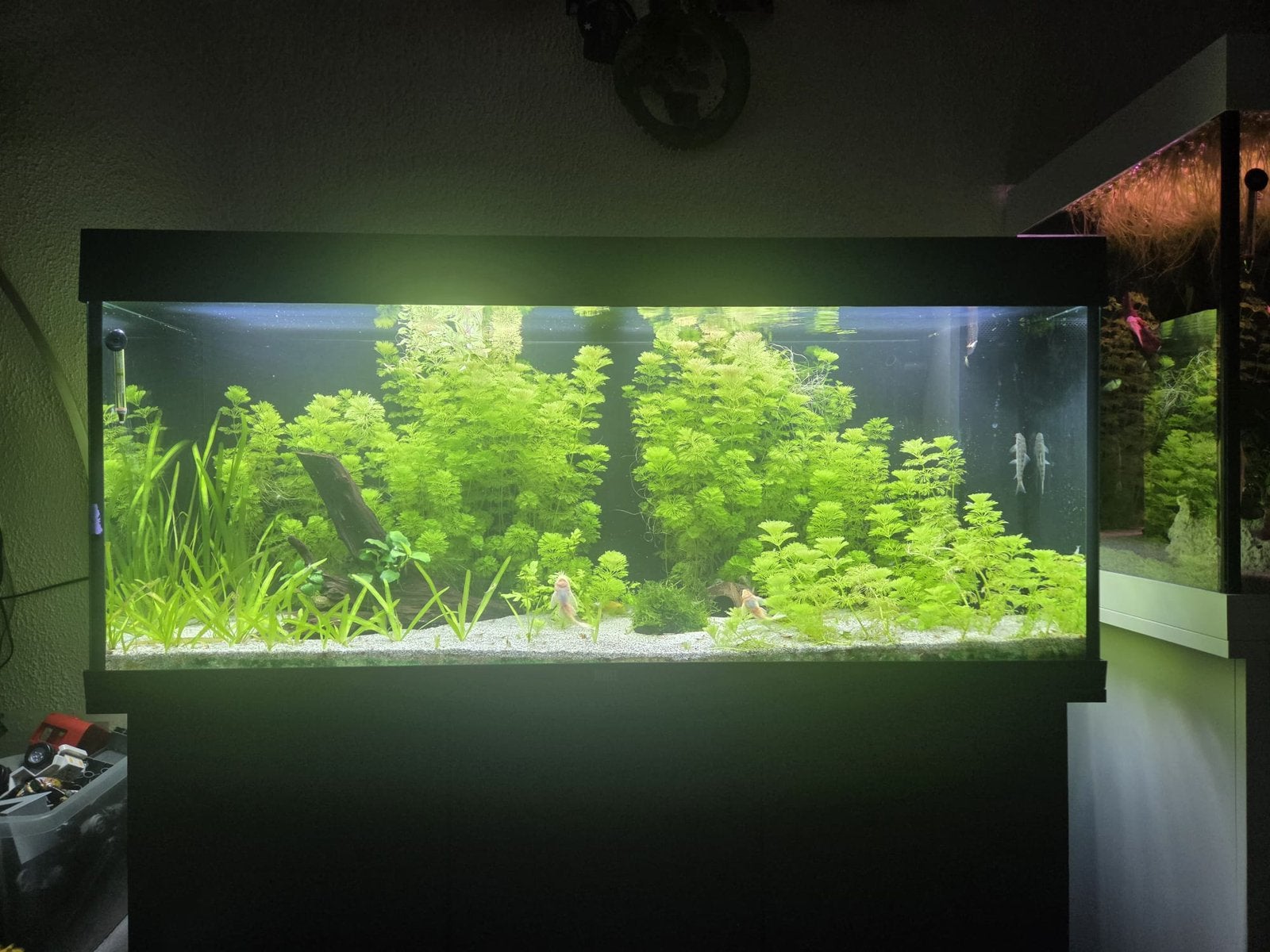 Juwel 240 L aquarium, Dieren en Toebehoren, Ophalen, Zo goed als nieuw, Leeg aquarium