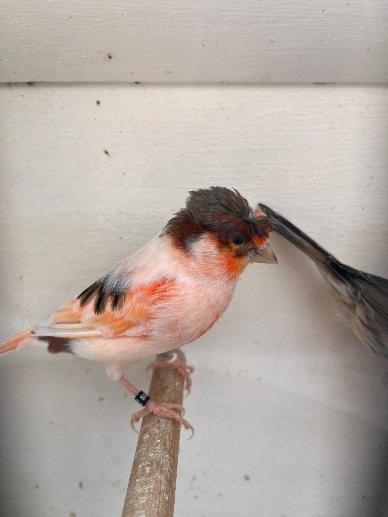 Harlekijn kanarie, Dieren en Toebehoren, Vogels | Kanaries, Mannelijk, Kleurkanarie